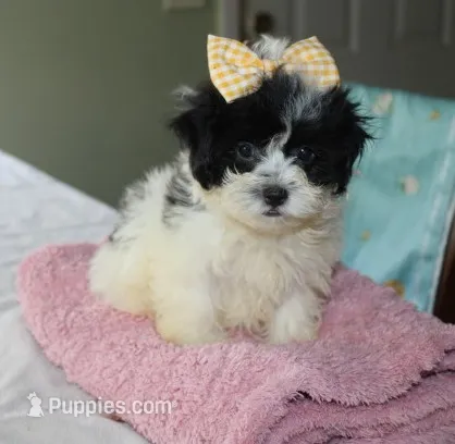 Small  havashu   Dafodill   shih tzu - havanese   – Havanese, Shih Tzu puppy for sale in Thayer, KS