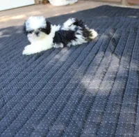 tiny  akc purebred f, a female Shih Tzu for sale in Thayer, KS – 5 of 10