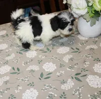 Small Magnoli  havashu  2.5  havanese shihtzu mix, a female Havanese and Shih Tzu for sale in Thayer, KS – 5 of 10