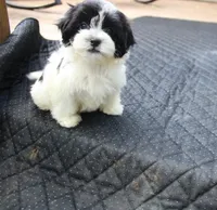 Daffodil  havashu   shih tzu havanese mix  small, a female Havanese and Shih Tzu for sale in Thayer, KS – 3 of 10