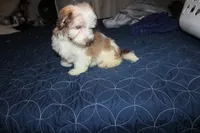 Spicey reduced, a male Havanese for sale in Thayer, KS – 8 of 10
