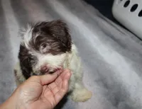 Caramel akc Chocolate puppy, a male Havanese for sale in Thayer, KS – 2 of 9
