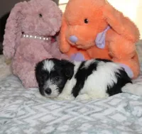 Breezy, a female Havanese for sale in Thayer, KS – 10 of 10