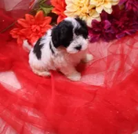 Daffodil  havashu   havanese/shih tzu  small, a female Havanese and Shih Tzu for sale in Thayer, KS – 10 of 10