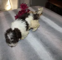 Cider M., a male Havanese for sale in Thayer, KS – 8 of 9