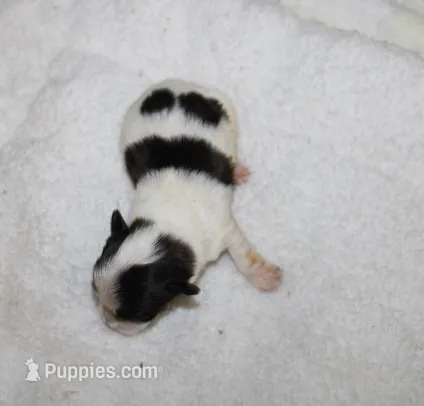 Dozer    havashu havanese/shih tzu – Havanese, Shih Tzu puppy for sale in Thayer, KS