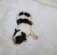 Dozer    havashu havanese/shih tzu, a male Havanese and Shih Tzu for sale in Thayer, KS – 1 of 1