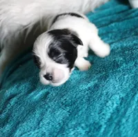havanese shih-tzu  Dozer, a male Havanese and Shih Tzu for sale in Thayer, KS – 8 of 8