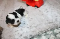 Mr Hopper, a male Shih Tzu for sale in Thayer, KS – Photo 2 of 5