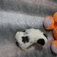 Hopper small M, a male Shih Tzu for sale in Thayer, KS – Photo 4 of 10