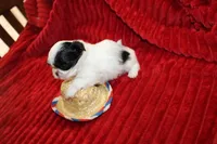 Hopper small M, a male Shih Tzu for sale in Thayer, KS – Photo 8 of 10