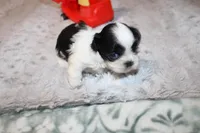 Mr Hopper, a male Shih Tzu for sale in Thayer, KS – Photo 1 of 5