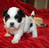 Hopper small M, a male Shih Tzu for sale in Thayer, KS – Photo 6 of 10