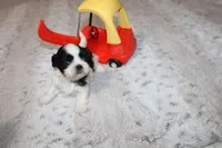 Mr Hopper, a male Shih Tzu for sale in Thayer, KS – Photo 3 of 5