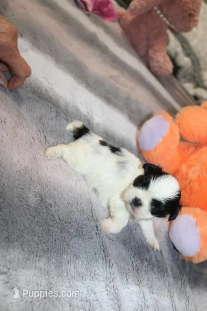Hopper small M – Shih Tzu puppy for sale in Thayer, KS