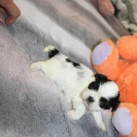 Hopper small M, a male Shih Tzu for sale in Thayer, KS – Photo 1 of 10