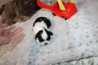 Mr Hopper, a male Shih Tzu for sale in Thayer, KS – Photo 4 of 5