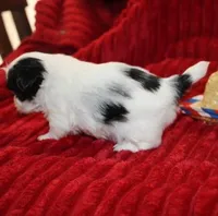 Hopper small M, a male Shih Tzu for sale in Thayer, KS – Photo 7 of 10