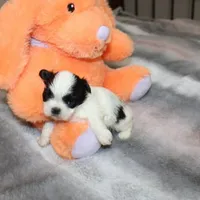 Hopper small M, a male Shih Tzu for sale in Thayer, KS – Photo 2 of 10