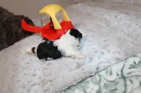 Mr Hopper, a male Shih Tzu for sale in Thayer, KS – Photo 5 of 5