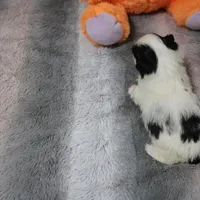 Hopper small M, a male Shih Tzu for sale in Thayer, KS – Photo 5 of 10