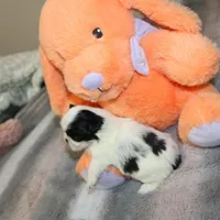 Hopper small M, a male Shih Tzu for sale in Thayer, KS – Photo 3 of 10