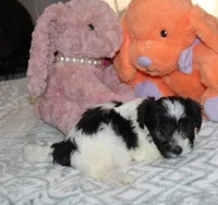 Breezy, a female Havanese for sale in Thayer, KS – 7 of 10