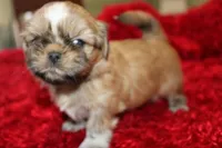 Mr Wickett AKC, a male Shih Tzu for sale in Thayer, KS – Photo 10 of 10