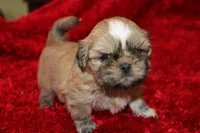 Mr Wickett AKC, a male Shih Tzu for sale in Thayer, KS – Photo 4 of 10