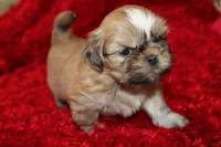 Mr Wickett AKC, a male Shih Tzu for sale in Thayer, KS – Photo 3 of 10