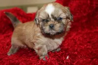 Mr Wickett AKC, a male Shih Tzu for sale in Thayer, KS – Photo 6 of 10