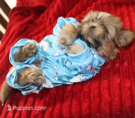 Mr Wickett AKC – Shih Tzu puppy for sale in Thayer, KS