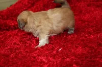 Mr Wickett AKC, a male Shih Tzu for sale in Thayer, KS – Photo 8 of 10