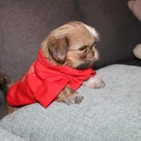 Mr Wickett AKC, a male Shih Tzu for sale in Thayer, KS – Photo 1 of 10