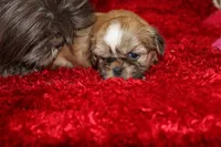 Mr Wickett AKC, a male Shih Tzu for sale in Thayer, KS – Photo 7 of 10