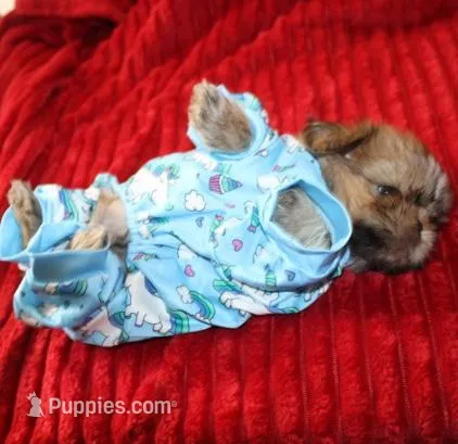 Mr Wickett AKC – Shih Tzu puppy for sale in Thayer, KS