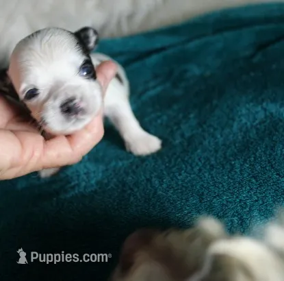 Dunkin   havashu – Havanese puppy for sale in Thayer, KS