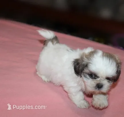 Trinket  Shih tzu Small! akc – Shih Tzu puppy for sale in Thayer, KS