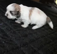 Minnie , a female Shih Tzu for sale in Thayer, KS – 5 of 5