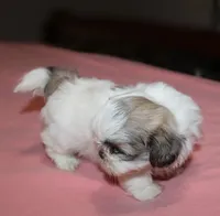 Trinket  Shih tzu Small! akc, a female Shih Tzu for sale in Thayer, KS – 8 of 10
