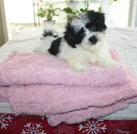 Havashu   Daffodil, a female Shih Tzu for sale in Thayer, KS – 5 of 9