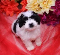 Magnolia  havashu  havanese/shihtzu, a female Havanese and Shih Tzu for sale in Thayer, KS – 5 of 10