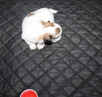 Trinket  Shih tzu Small!, a female Shih Tzu for sale in Thayer, KS – 6 of 8