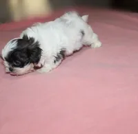Binki purebred shih tzu Small  AKC choc, a female Shih Tzu for sale in Thayer, KS – 2 of 9