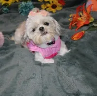 Jelly Bean  AKC small Pending, a female Shih Tzu for sale in Thayer, KS – Photo 6 of 6