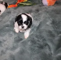 Jelly Bean  AKC small Pending, a female Shih Tzu for sale in Thayer, KS – Photo 4 of 6