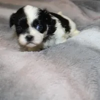 Jelly Bean  AKC, a female Shih Tzu for sale in Thayer, KS – Photo 4 of 4