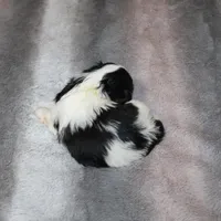 Jelly Bean  AKC small Pending, a female Shih Tzu for sale in Thayer, KS – Photo 3 of 6