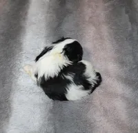 Jelly Bean  AKC, a female Shih Tzu for sale in Thayer, KS – Photo 3 of 4