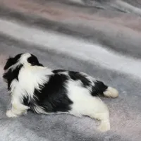 Jelly Bean  AKC small Pending, a female Shih Tzu for sale in Thayer, KS – Photo 2 of 6